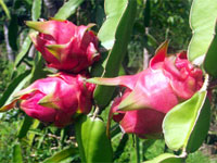 Pittaya plant
