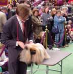 A long-haired show dog
