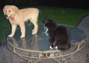 Rosie Joins the Ross Family photograph