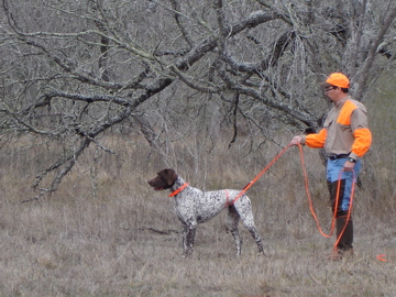 Jester being released for the quail hunt