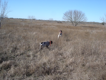 Belle and Jester leading the hunters through the field